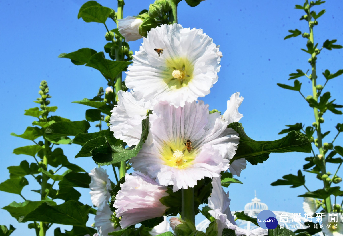 2025員林蜀葵花季3/29登場，近萬株蜀葵花開得十分美麗，免費開放民眾參觀。圖／記者鄧富珍翻攝