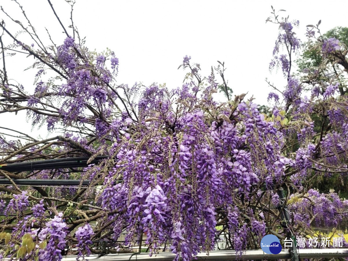 嘉義縣瑞里紫藤花持續盛開／嘉義縣府提供