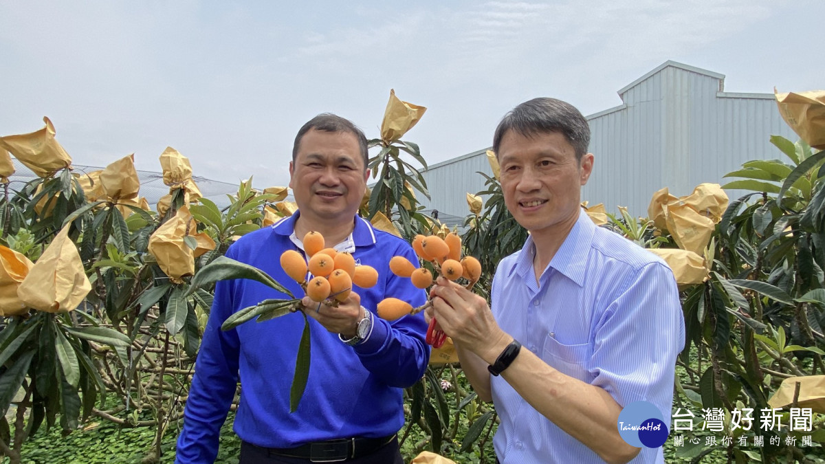 新社區農會總幹事羅文正與石岡區農會總幹事張東海一同推廣當季盛產的枇杷。