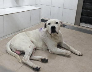 咬傷人的浪犬已被帶回動保所，確認並非比特犬。