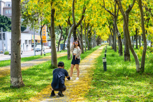 阿勃勒每年夏季5至8月為嘉義市披上一層金黃外衣／嘉義市府提供