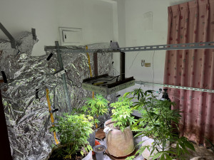 李嫌利用嘉義市透天租屋處作為大麻株室內栽植場／警方提供