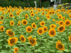 向日葵種植面積達720平方公尺