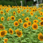 向日葵種植面積達720平方公尺