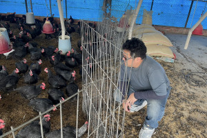 桃園洺鈞畜產以無抗生素養殖技術飼養雞隻。