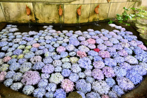 武陵農場以繽紛繡球花打造「花手水」景點。