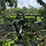 雲林古坑綠色隧道全長約2公里路面散落大量樹枝，另有約7至8棵大型芒果樹傾倒，影響道路通行，縣府民政處今早協請國軍助古坑公所加速清理復原工作／翻攝照片