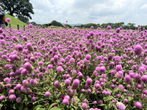 千株千日紅夢幻登場！后里環保公園化身粉紫童話花園