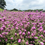 千株千日紅夢幻登場！后里環保公園化身粉紫童話花園