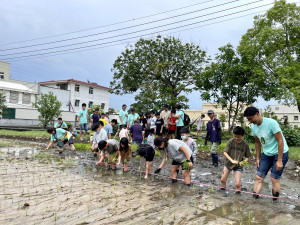 學員們體驗「小農夫來插秧」親手將秧苗種下。