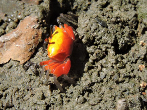 （圖／高雄市府工務局公園處）