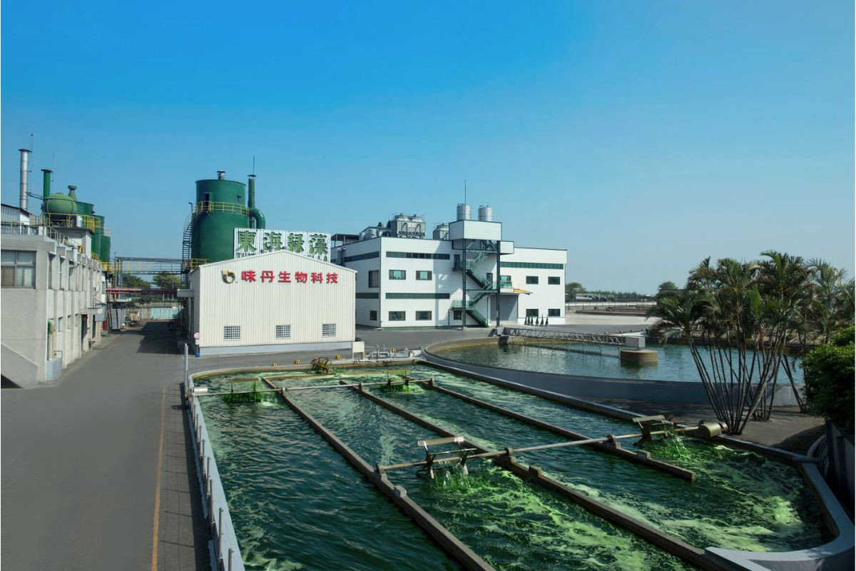味丹生技彰化微藻培育基地一景，落實藻類培養到製造全程品質控管。