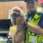 走失的小狗。林重鎣翻