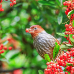 此時最是狀元紅成熟鳥兒們最好這口之際。（杉林溪森林園區提供）