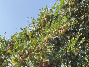 油柑果結實纍纍。