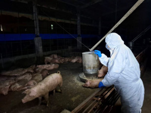 -非洲豬瘟是專業的防疫問題，病源來自「邊境」而非「豬圈」，綠營民意代表上下對台中攻擊不斷，也讓這個不會傳人的動物疫病成全國恐慌。(圖/政治中心)