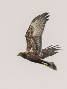 東方澤鵟。（圖／高雄市府工務局公園處）