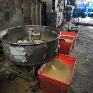 廚餘養豬場改用植物性廢渣養豬。