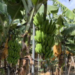 屏東縣府推出香蕉防風支柱擴大適用獎勵　力挺蕉農發展韌性產業