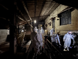 陸軍30日晚間支援清消台中市梧棲區爆發非洲豬瘟的案場。（圖／翻攝自農業部Facebook）