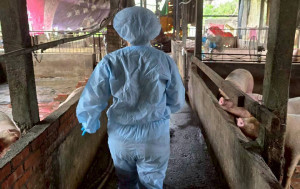 嘉義縣全面禁止廚餘養豬後，縣府實地稽查養豬業者，共49場結果皆為正常／嘉義縣府提供