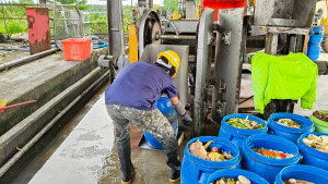 竹山鎮公所廚餘去化行之有年。（竹山鎮公所提供）