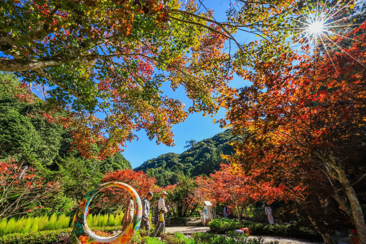杉林溪此刻楓紅遍野。（杉林溪自然教育中心提供）
