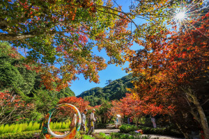 杉林溪此刻楓紅遍野。（杉林溪自然教育中心提供）