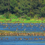 鰲鼓濕地森林園區／嘉義縣府提供