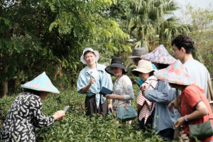 峨眉路線-茶園導覽。