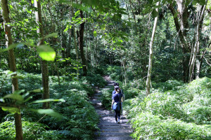 雪山坑登山步道-原木階梯