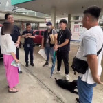 吳姓婦人長期餵養犬群致社區不安，被開罰8萬6千元並遭警方依妨害公務送辦／嘉義縣府提供