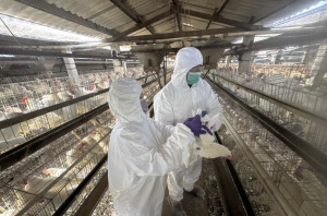 彰化縣啟動蛋雞場「芬普尼全面採樣監測」。圖／彰化縣政府提供