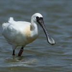 黑面琵鷺。（圖／高雄市府工務局公園處）