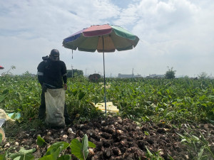 大甲地區的芋頭栽種技術可謂是全國首屈一指，今年產季已開始中，十二月口味是進入最佳時刻。（記者陳榮昌攝）