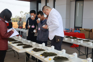 評審嚴謹評選冬片茶賽。（ 記者扶小萍攝）