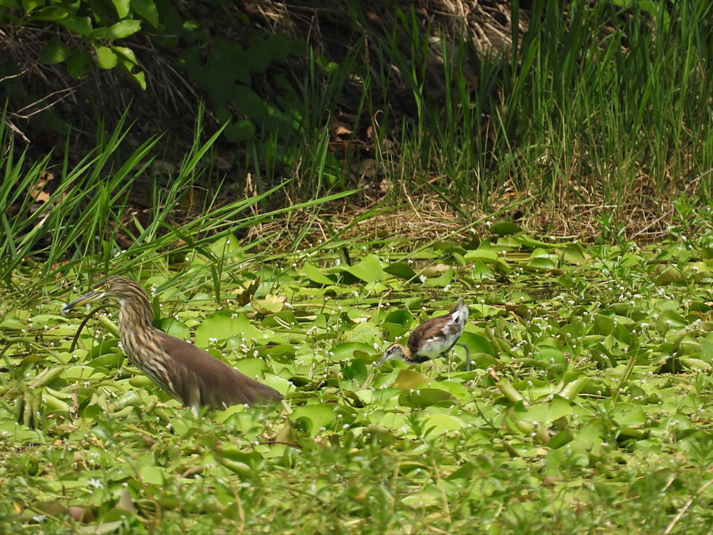 池鷺與水雉於洲仔濕地活動。（圖／高雄市府工務局公園處）