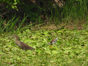 池鷺與水雉於洲仔濕地活動。（圖／高雄市府工務局公園處）