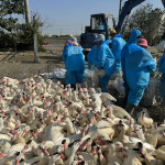 雲林縣元長鄉12月15日一肉鴨場（主動監測）確診H5N1亞型高病原性禽流感／縣府提供