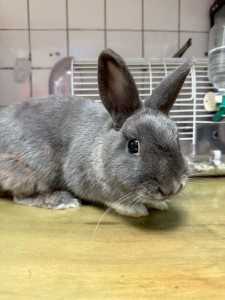 桃園市政府動物保護處114年度第四季非犬貓特寵認養活動12/20登場。