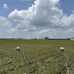 雲林縣府攜手中興大學，透過施用特定益生菌製劑，降低水稻田溫室氣體排放，將減碳理念落實於實際農業生產／翻攝照片