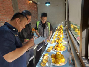 農業部桃園區農業改良場及新竹縣農會組成專業評審團，依果形外觀色澤、果肉質地、口感風味及糖度等項目進行綜合評比。