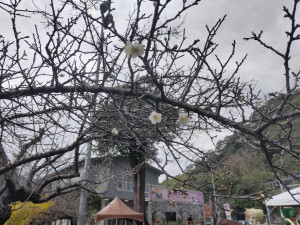 信義農會梅子夢工廠園區的梅花開了，花苞將陸續綻放。（記者吳素珍攝）