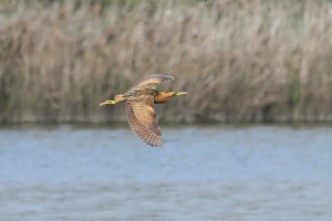 大麻鷺罕見露面，為茄萣濕地的冬季增添亮點。（圖／高雄市府工務局公園處）
