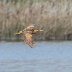 大麻鷺罕見露面，為茄萣濕地的冬季增添亮點。（圖／高雄市府工務局公園處）
