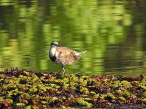 綠意倒映的水面上，水雉現身水生植物間，構成濕地特有的生態畫面。（圖／高雄市府工務局公園處）