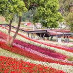 三層崎花海將登場　兩公園串聯打造更大更美賞花路線（圖／台北市政府提供）