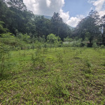 財團法人日月光環保永續基金會認養的林班地。（林業署南投分署提供）