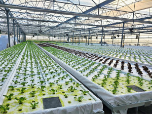 大安區靖安農莊運用環控智能化及養液循環控制系統，智慧整合管理提升生產效益（農業局提供）