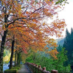 至善路1至3段（圖／台北市政府提供）